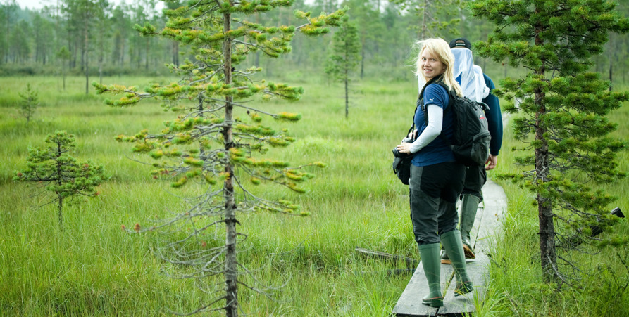 Vandring i skogen över en myr på spänger. Sommar. 
