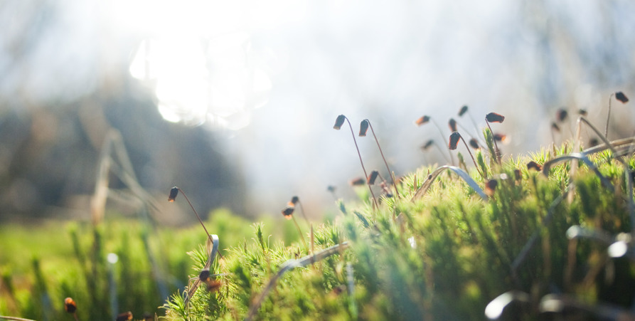 Närbild på blommor i sommarsolen.